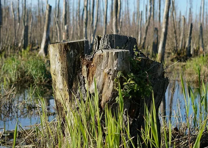 Apartment Usedom-apartment Swinemünde
